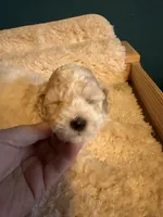 AKC Poodle Cream Parti Male, a male Poodle - Miniature  for sale in Phoenix, AZ – Photo 6 of 9