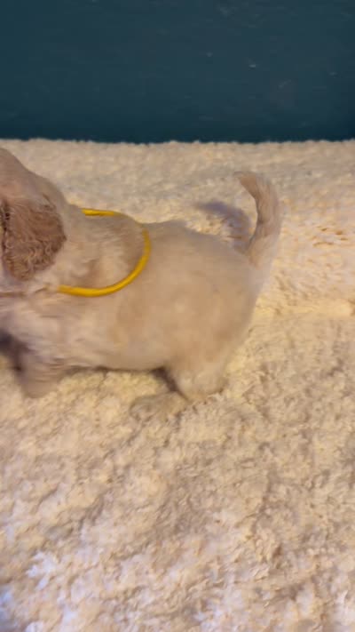 AKC Miniature Poodle Clear Female -  Katie, a female Poodle - Miniature  for sale in Phoenix, AZ – 9 of 10