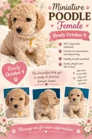 AKC Miniature Poodle Clear Female -  Katie, a female Poodle - Miniature  for sale in Phoenix, AZ – 1 of 10