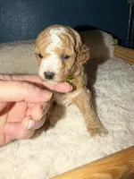 AKC Miniature Poodle Male - Houdini, a male Poodle - Miniature  for sale in Phoenix, AZ – 6 of 9