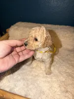 AKC Miniature Poodle Clear Female -  Katie, a female Poodle - Miniature  for sale in Phoenix, AZ – 10 of 10