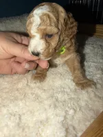 AKC Miniature Poodle Male - Houdini, a male Poodle - Miniature  for sale in Phoenix, AZ – 7 of 9