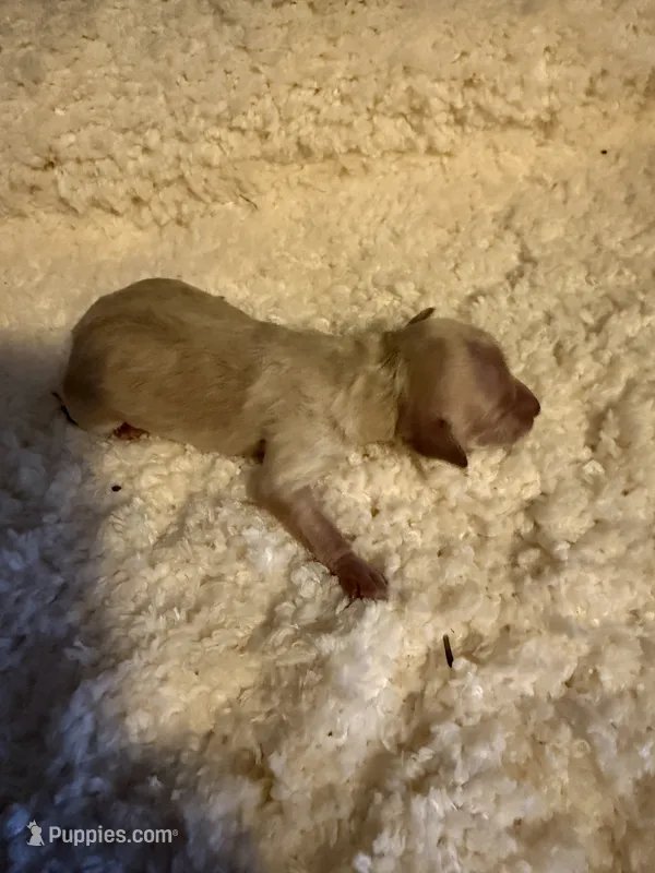 AKC Miniature Poodle Female - Kristina – Poodle - Miniature  puppy for sale in Phoenix, AZ