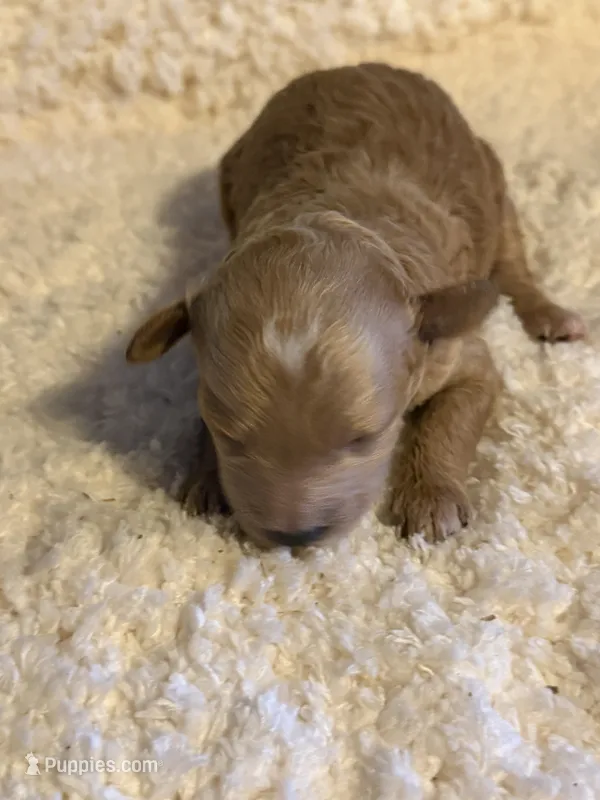 AKC Miniature Poodle Female - Sylvia – Poodle - Miniature  puppy for sale in Phoenix, AZ