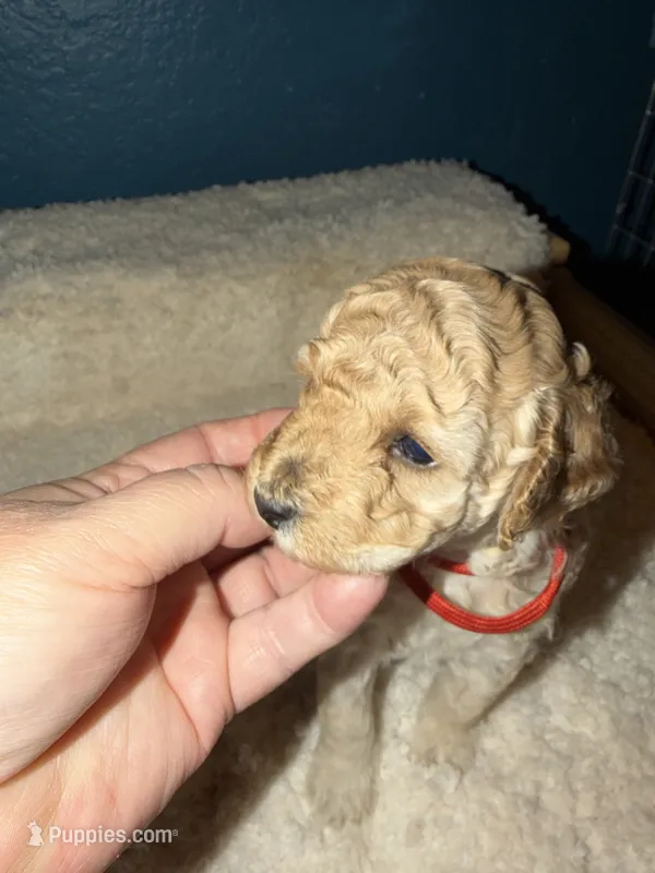 AKC Miniature Poodle Female - Kristina – Poodle - Miniature  puppy for sale in Phoenix, AZ