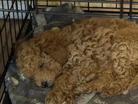 AKC Mini Poodle Male - Sage, a male Poodle - Miniature  for sale in Phoenix, AZ – Photo 2 of 5