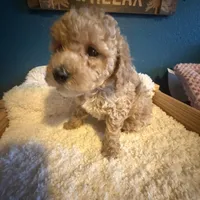 AKC Mini Poodle Male - Sage, a male Poodle - Miniature  for sale in Phoenix, AZ – Photo 4 of 5