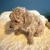 AKC Mini Poodle Male - Sage, a male Poodle - Miniature  for sale in Phoenix, AZ – Photo 5 of 5