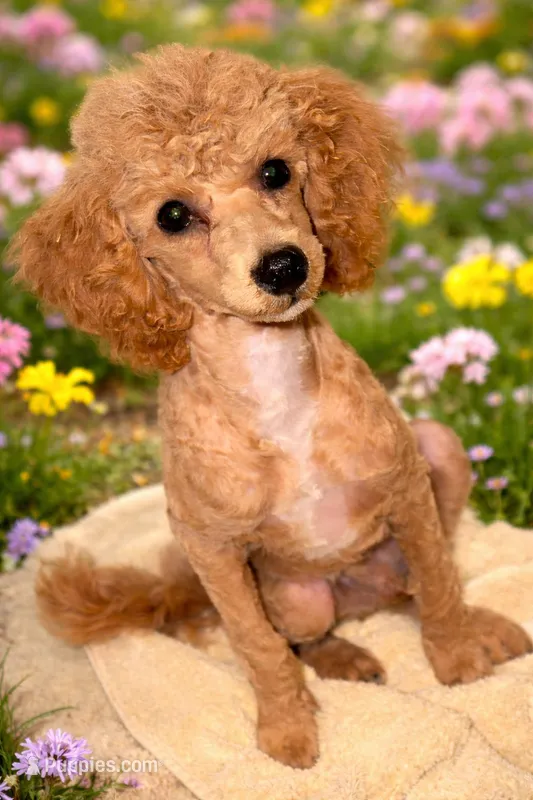 AKC Mini Poodle Male - Sage – Poodle - Miniature  puppy for sale in Phoenix, AZ