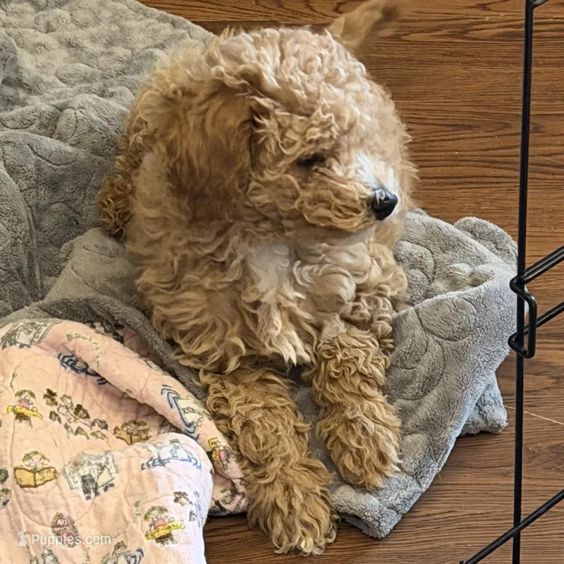 AKC Mini Poodle Male - Sage – Poodle - Miniature  puppy for sale in Phoenix, AZ
