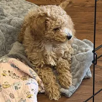 AKC Mini Poodle Male - Sage, a male Poodle - Miniature  for sale in Phoenix, AZ – Photo 1 of 5