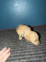 processed/0ea17af6-87e2-46c9-9520-89f1463a3f95/listing/8fb27526-9de6-4217-822c-42fcb6b21be4/d68fb0bc-8c54-4f64-b9ae-e5b2462b5f57