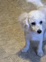 Limited AKC Miniature Poodle Male - Ricky, a male Poodle - Miniature  for sale in Phoenix, AZ – 4 of 10