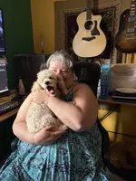 Limited AKC Miniature Poodle Male - Ricky, a male Poodle - Miniature  for sale in Phoenix, AZ – 6 of 10