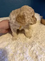 AKC Miniature Poodle Clear Female -  Katie, a female Poodle - Miniature  for sale in Phoenix, AZ – 4 of 10