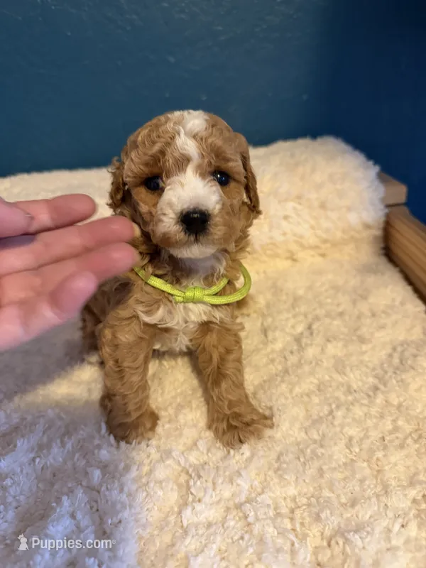 AKC Miniature Poodle Male - Houdini – Poodle - Miniature  puppy for sale in Phoenix, AZ