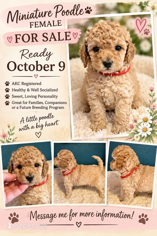 AKC Miniature Poodle Female - Kristina – Poodle - Miniature  puppy for sale in Phoenix, AZ