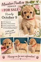 AKC Miniature Poodle Clear Female - Kristina, a female Poodle - Miniature  for sale in Phoenix, AZ – 1 of 8