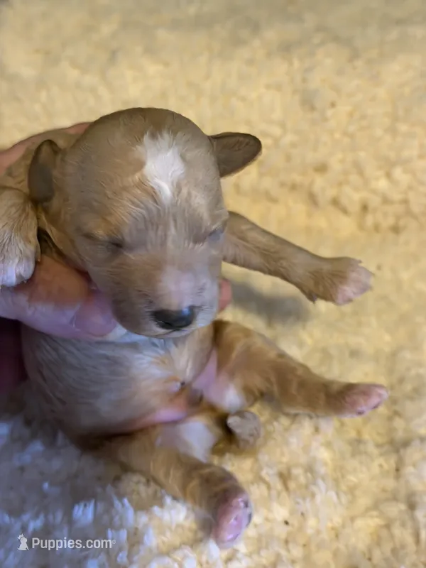 AKC Miniature Poodle Male - Archie – Poodle - Miniature  puppy on hold in Phoenix, AZ