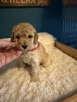 AKC Miniature Poodle Clear Female - Kristina, a female Poodle - Miniature  for sale in Phoenix, AZ – 2 of 8
