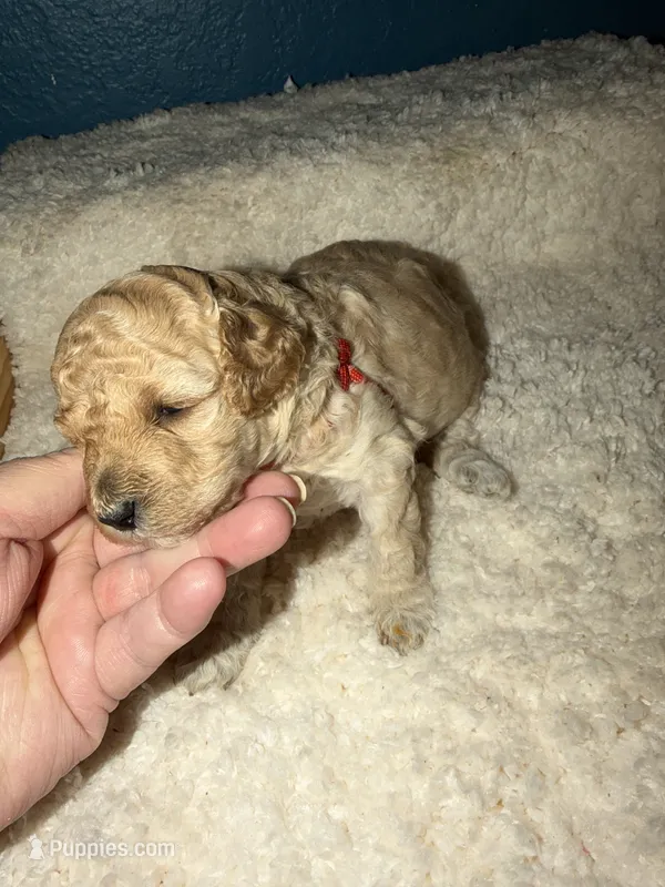 AKC Miniature Poodle Female - Kristina – Poodle - Miniature  puppy for sale in Phoenix, AZ