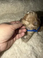 AKC Miniature Poodle Male - Mahogany , a male Poodle - Miniature  for sale in Phoenix, AZ – 2 of 5