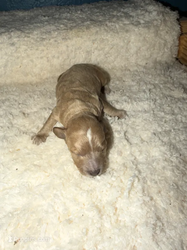 AKC Miniature Poodle Male - Cedar – Poodle - Miniature  puppy for sale in Phoenix, AZ