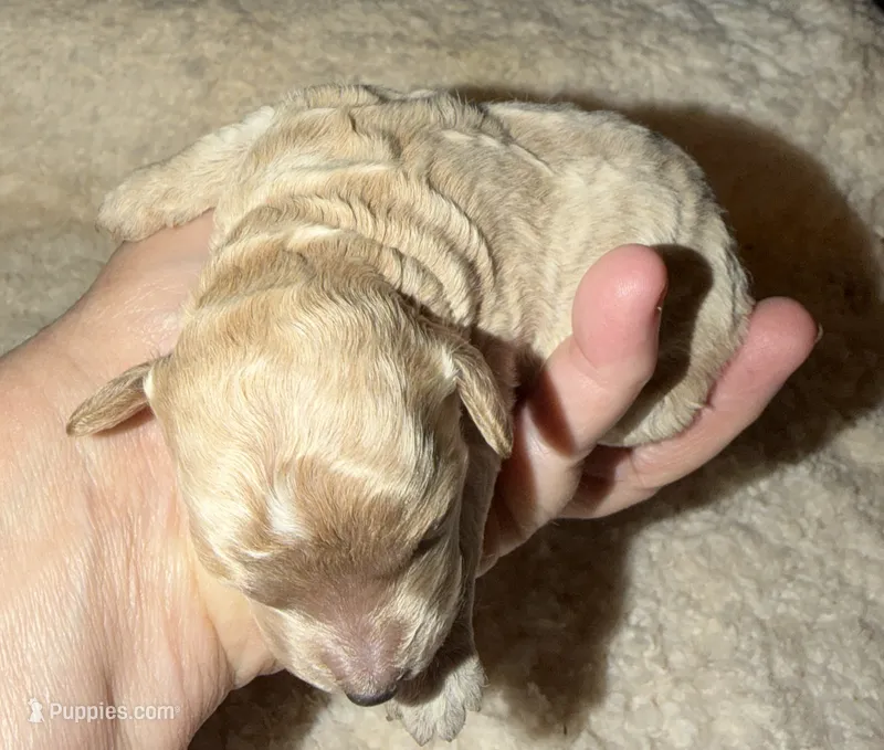 AKC Miniature Poodle Male - Bamboo – Poodle - Miniature  puppy for sale in Phoenix, AZ