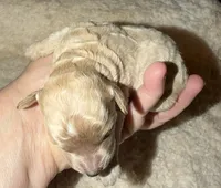 AKC Miniature Poodle Male - Bamboo, a male Poodle - Miniature  for sale in Phoenix, AZ – 1 of 3