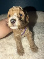 AKC Miniature Poodle Clear Male - Oak, a male Poodle - Miniature  for sale in Phoenix, AZ – 4 of 5