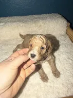 AKC Miniature Poodle Clear Male - Oak, a male Poodle - Miniature  for sale in Phoenix, AZ – 2 of 5