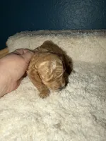 AKC Miniature Poodle Female - Sylvia (Showgirl), a female Poodle - Miniature  for sale in Phoenix, AZ – 2 of 6