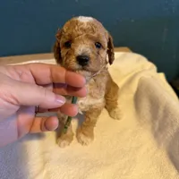 AKC Mini Poodle Male - Hunter, a male Poodle - Miniature  for sale in Phoenix, AZ – Photo 4 of 6