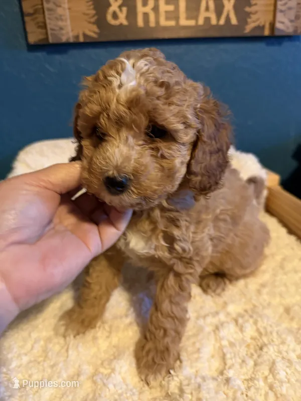 AKC Mini Poodle Male - Green