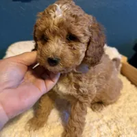 AKC Mini Poodle Male - Hunter, a male Poodle - Miniature  for sale in Phoenix, AZ – Photo 3 of 6