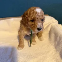 AKC Mini Poodle Male - Hunter, a male Poodle - Miniature  for sale in Phoenix, AZ – Photo 5 of 6