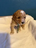 AKC Mini Poodle Male - Green, a male Poodle - Miniature  for sale in Phoenix, AZ – Photo 2 of 9