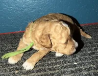 AKC Mini Poodle Male - Green, a male Poodle - Miniature  for sale in Phoenix, AZ – Photo 5 of 9