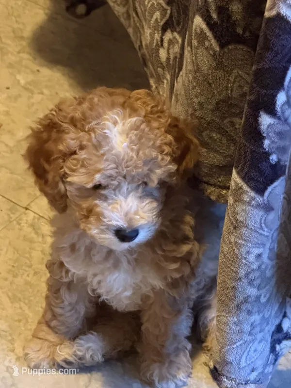 AKC Mini Poodle Male - Hunter – Poodle - Miniature  puppy for sale in Phoenix, AZ