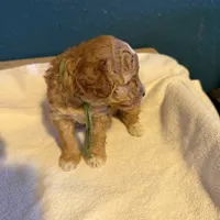 AKC Mini Poodle Male - Hunter, a male Poodle - Miniature  for sale in Phoenix, AZ – Photo 6 of 6