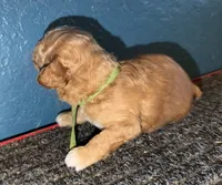 AKC Mini Poodle Male - Green, a male Poodle - Miniature  for sale in Phoenix, AZ – Photo 6 of 9