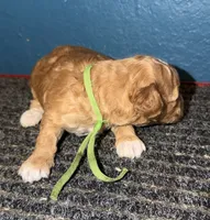 AKC Mini Poodle Male - Green, a male Poodle - Miniature  for sale in Phoenix, AZ – Photo 8 of 9