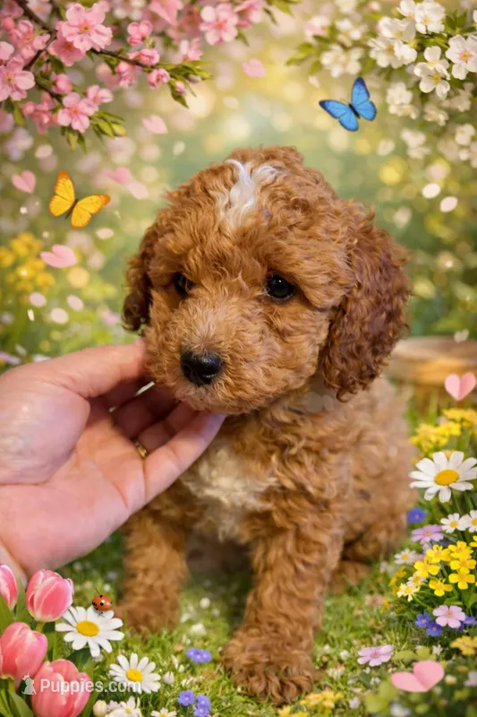 AKC Mini Poodle Male - Hunter, a male Poodle - Miniature  for sale in Phoenix, AZ – Photo 1 of 5