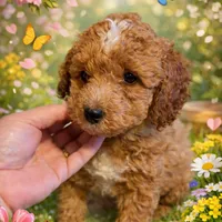 AKC Mini Poodle Male - Hunter, a male Poodle - Miniature  for sale in Phoenix, AZ – Photo 2 of 6