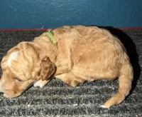 AKC Mini Poodle Male - Green, a male Poodle - Miniature  for sale in Phoenix, AZ – Photo 9 of 9