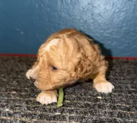 AKC Mini Poodle Male - Green, a male Poodle - Miniature  for sale in Phoenix, AZ – Photo 7 of 9