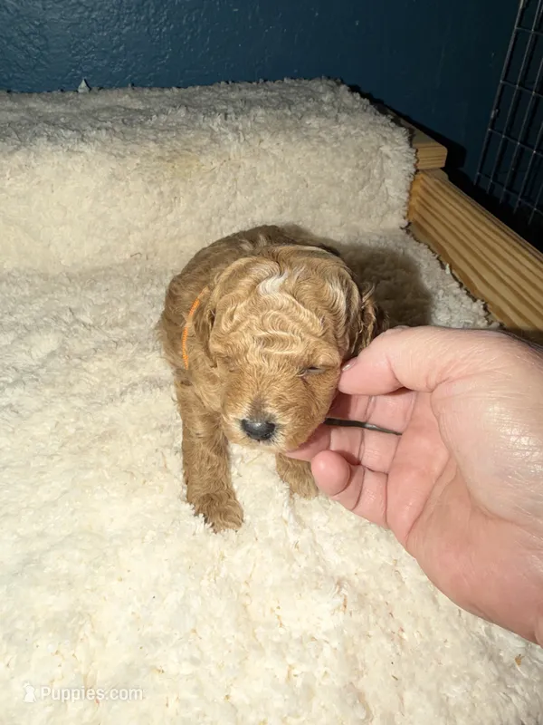 AKC Miniature Poodle Female - Sylvia (Showgirl) – Poodle - Miniature  puppy for sale in Phoenix, AZ