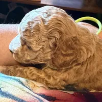 AKC Miniature Poodle Male - Houdini, a male Poodle - Miniature  for sale in Phoenix, AZ – 2 of 9
