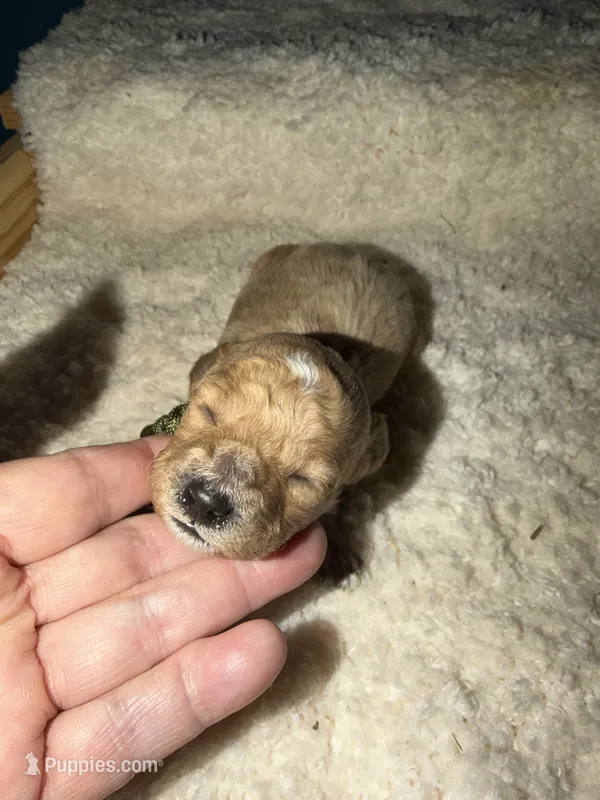 AKC Miniature Poodle Male - Cedar – Poodle - Miniature  puppy for sale in Phoenix, AZ