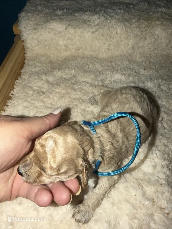 AKC Miniature Poodle Male - Bamboo – Poodle - Miniature  puppy for sale in Phoenix, AZ